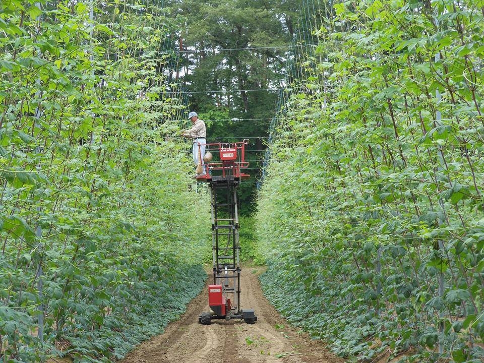 クラフトビールでホップの里の危機を救う。岩手県「遠野醸造」の挑戦