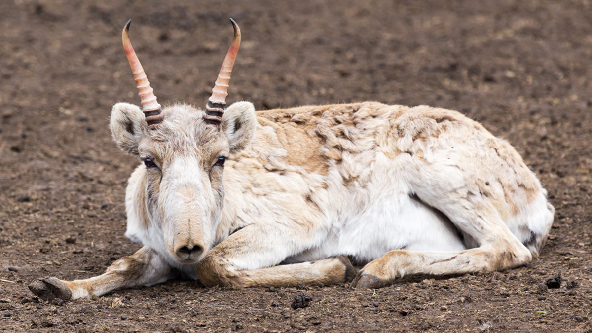 20万匹の絶滅危惧種 サイガ を殺した犯人が明らかに Tabi Labo