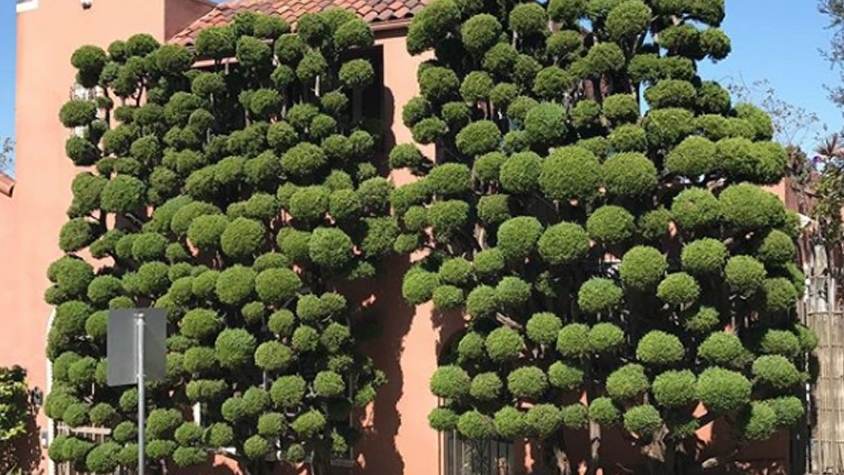 サンフランシスコの植木職人が作り出す 奇妙な世界 Tabi Labo