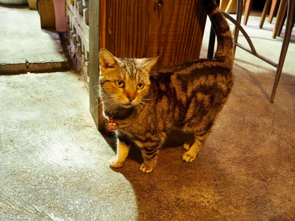 看板ネコがお出迎え。地元にとことん愛されるコーヒーショップ
