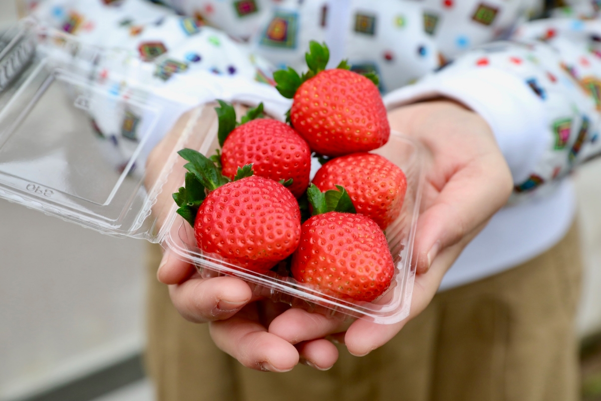 日本一若い「いちご農家」の、百姓プロジェクトがおもしろい。