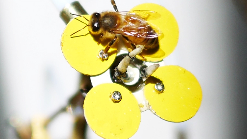 ミツバチが安全に花粉を運ぶための ロボット花 Tabi Labo