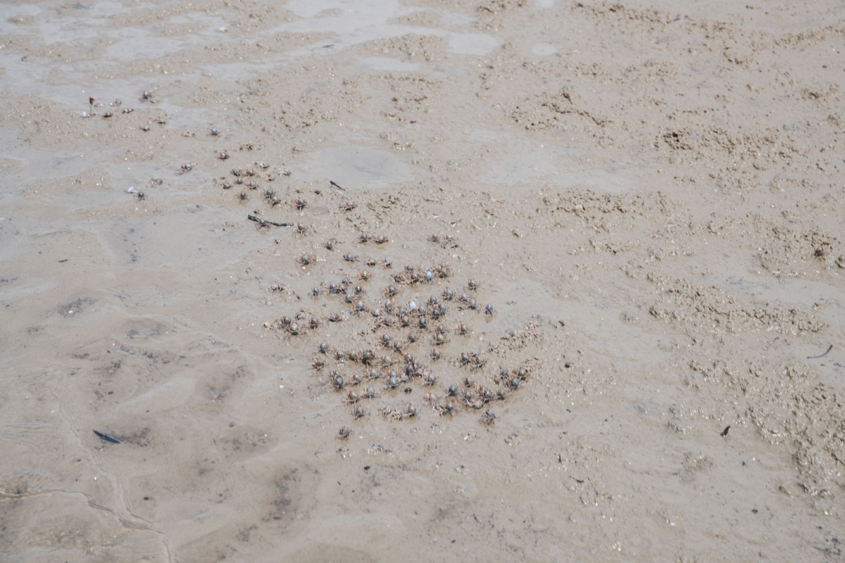 試される島「西表島」でナーラの滝を目指す