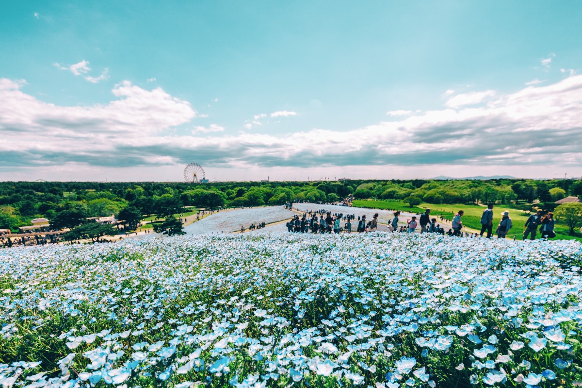 今年も「青い絶景」をありがとう