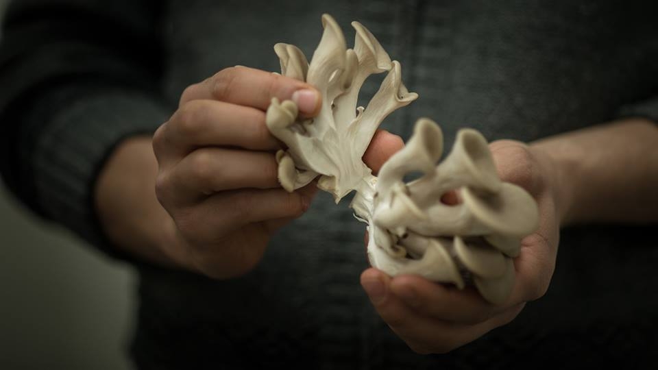 ゴミで栽培される「キノコ」がウィーンで注目を集めている