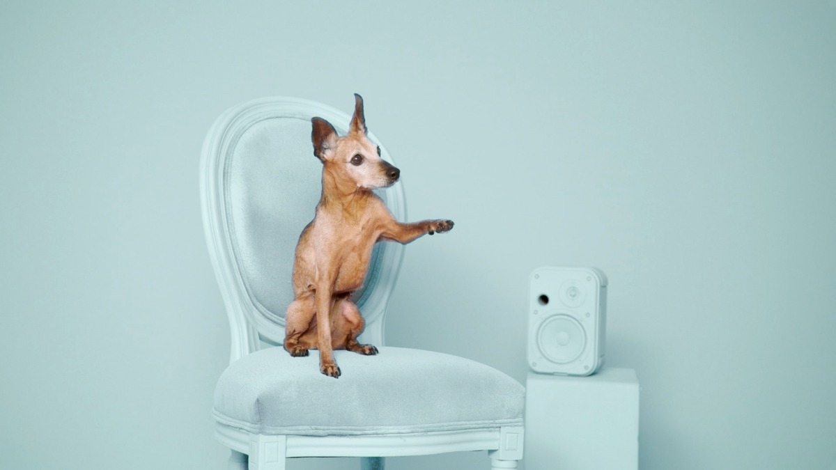 捨て犬の「好きな音楽」を明らかにしたら、どんどん里親が見つかった