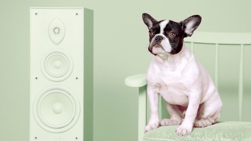 捨て犬の「好きな音楽」を明らかにしたら、どんどん里親が見つかった