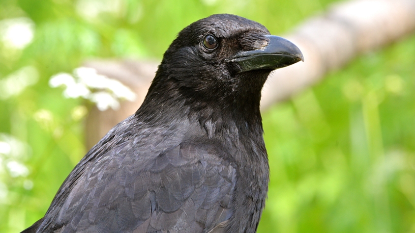 吸い殻を拾うカラスがフランスのテーマパーク Puy Du Fou で活躍 Tabi Labo