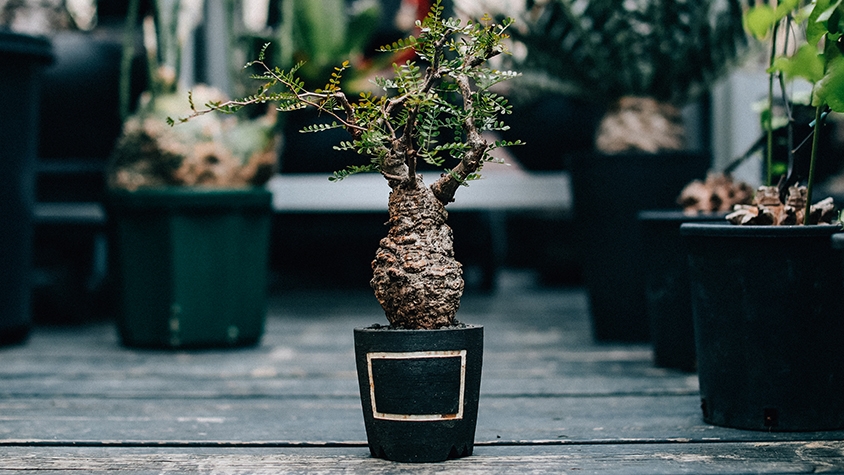 BOTANIZE ボタナイズ 鉢 BOTANIZE Pot 鉢 他 観葉植物