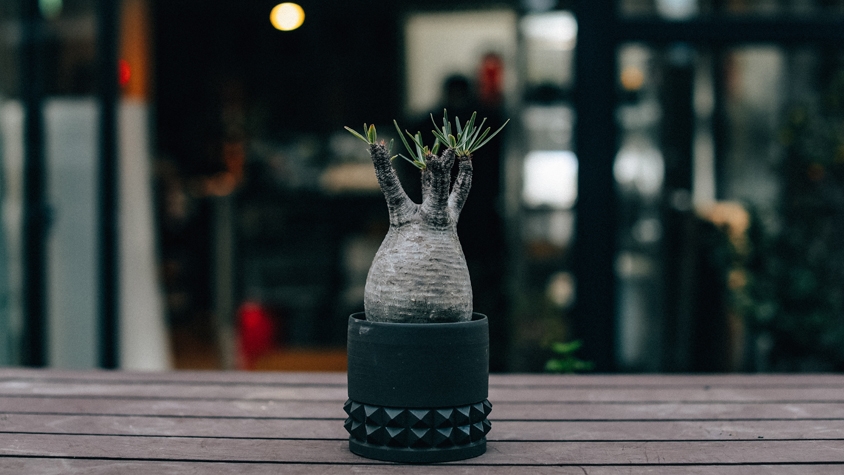 BOTANIZE・横町健に聞いた「オススメ塊根植物〜予算5万円〜」 | TABI LABO