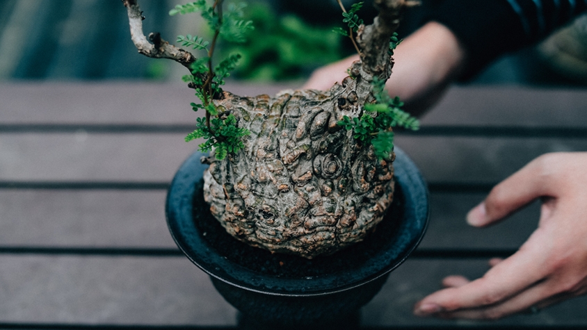 BOTANIZE・横町健に聞いた「オススメ塊根植物〜予算10万円以上