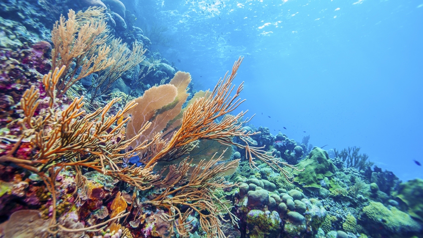 ハワイの「サンゴ礁」をまもる新法がスタート