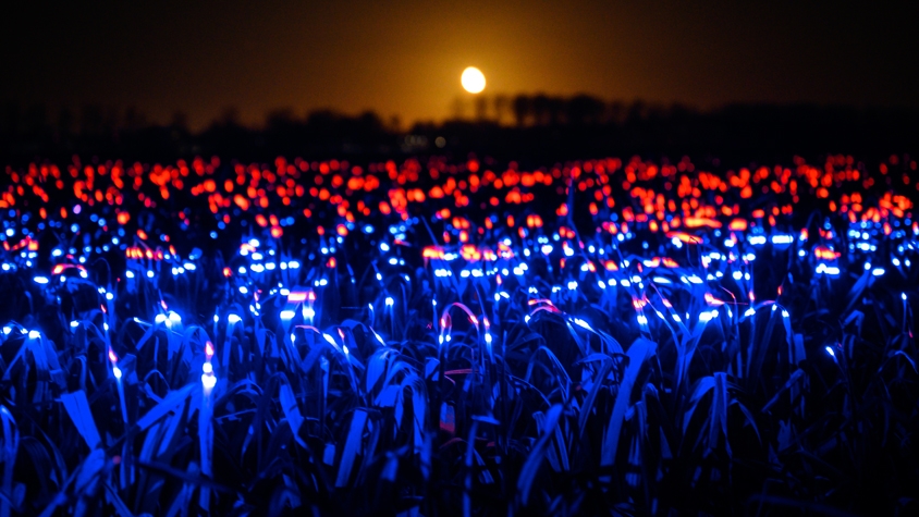 オランダの農園「ライトアップ」の意味とは？