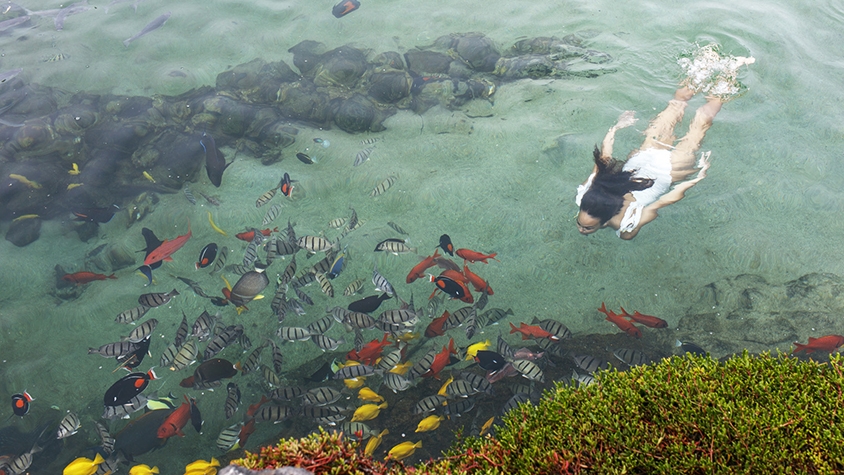 泳いで学べる「水族館」がハワイ島に登場！