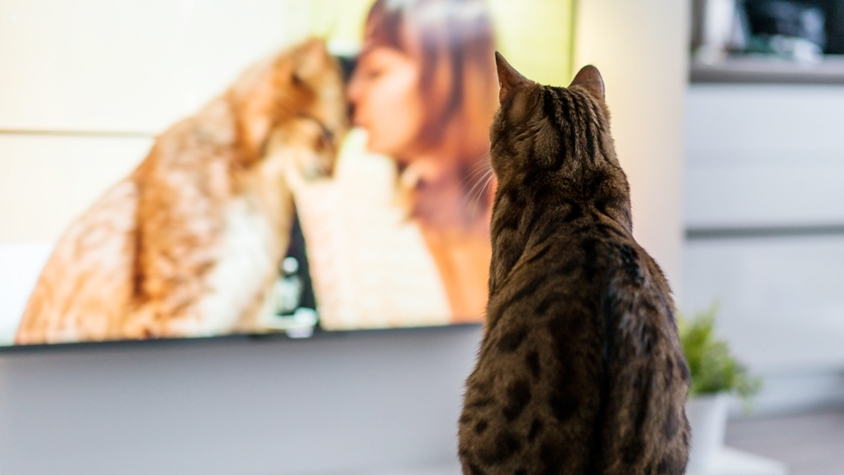 【猫とテレビに関する調査】テレビを見る猫は約5割！