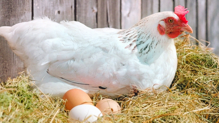 「KFC」の運営会社、卵のケージフリーポリシーを発表！