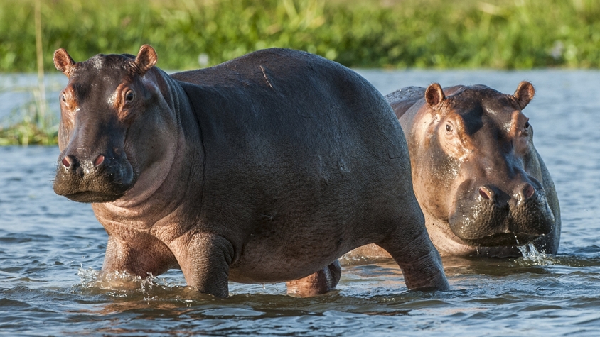 オハイオ州裁判所 アメリカで初めて カバを人間 として認める Tabi Labo