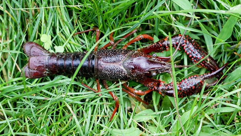 助けになる 撃退する コールド ザリガニ トイレ 影のある 平手打ち 和