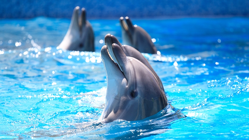 イルカ Amazon.co.jp: ワールド商事 キーホルダー アクアチック