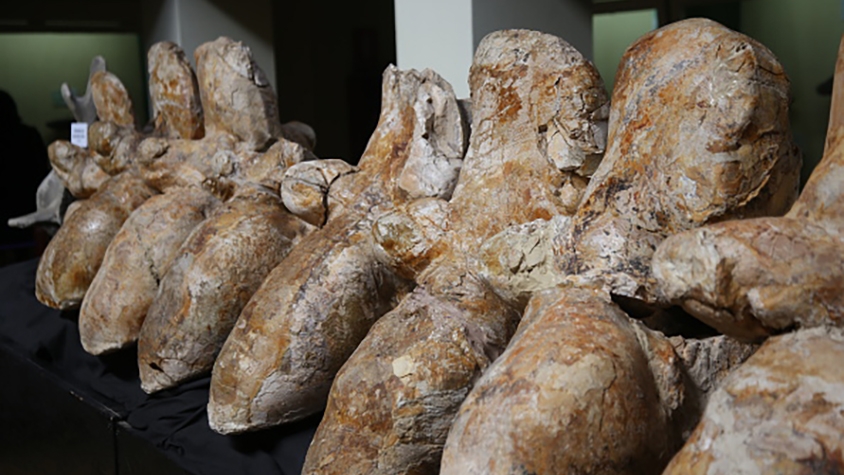 ペルーで、史上最も重いとされるクジラの化石を発見。推定体重は340