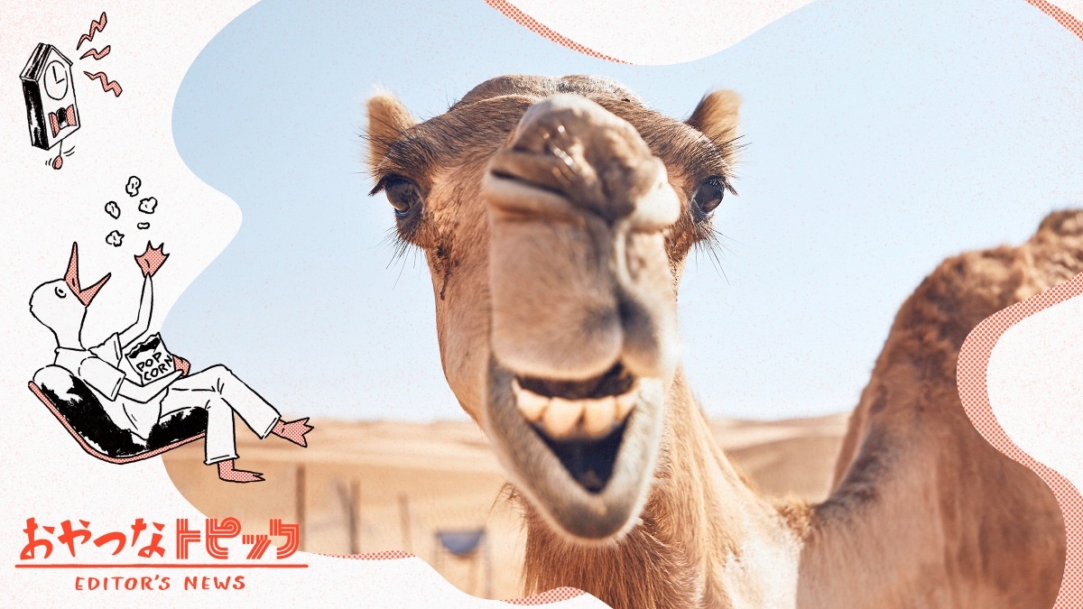 ホワイトタイガーツインズフェア～Happy 2nd Anniversary !～】 開催のお知らせ  2025年3月14日に、当園で飼育している双仔（ツインズ）の #ホワイトタイガー 、 #ウラヌス と #エリオス が2歳の誕生日を迎えます🎉  ツインズの健やかな成長を、来園者の皆様と当園で一緒に ..., image size:1200x675