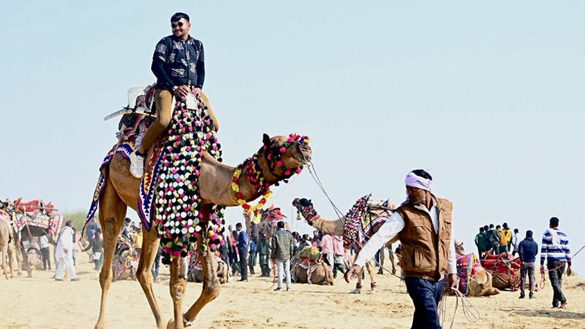世界最大級ラクダの祭典「Bikaner Camel Festival」インドの砂漠で開催