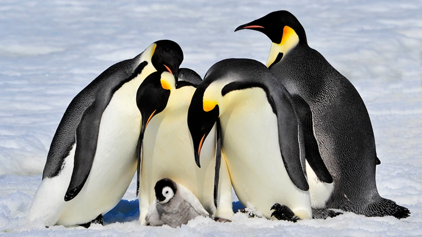 ペンギンの祖先は 南極生まれ じゃなかった 研究結果 の1枚目の画像 Tabi Labo