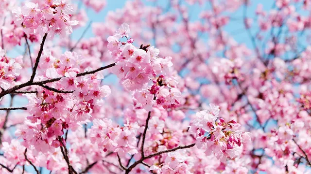 桜の木、35万本。アメリカの新たな「花見スポット」がメイコンだ