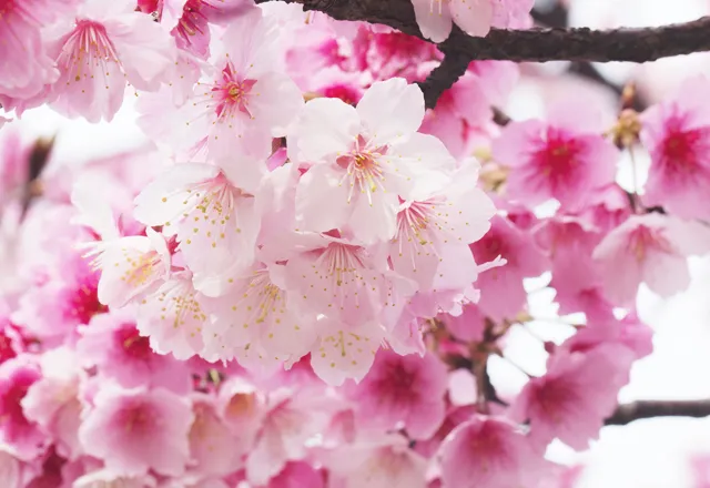 桜は 品種ごとに 花言葉 があるのです Tabi Labo