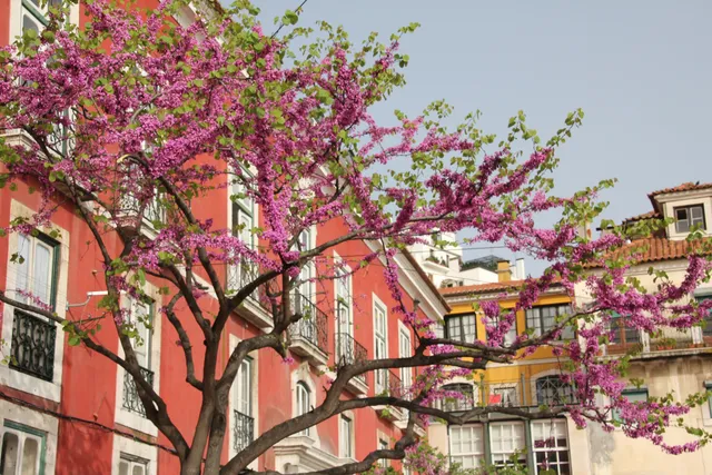 ポルトガル　紫の桜