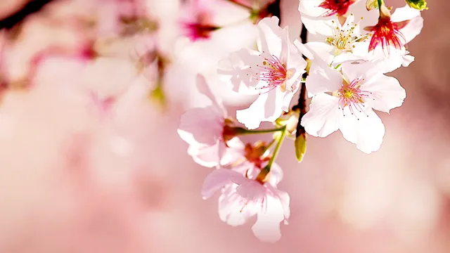 桜の木、35万本。アメリカの新たな「花見スポット」がメイコンだ