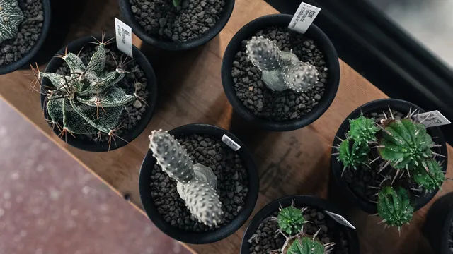 BOTANIZE・横町健に聞いた「塊根植物の発根管理」 | TABI LABO