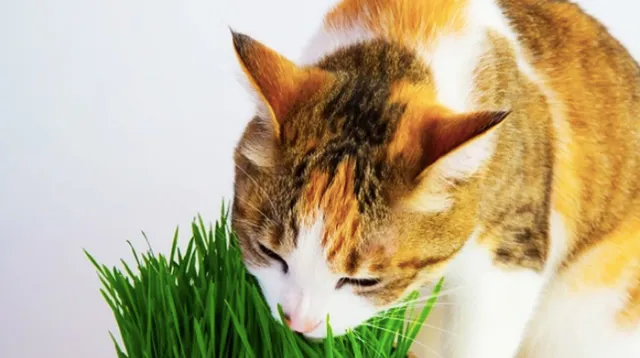 オーガニックの猫草栽培キット
