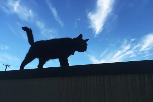 猫の日おめでとう。塀の上を歩く猫