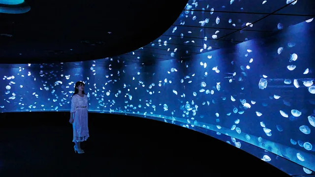 観に行ける！】世界的テクノロジー集団が演出する「夜の水族館」がスゴイ | TABI LABO