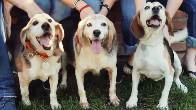14年間実験動物だった3匹のビーグル犬が自由になった瞬間（動画）
