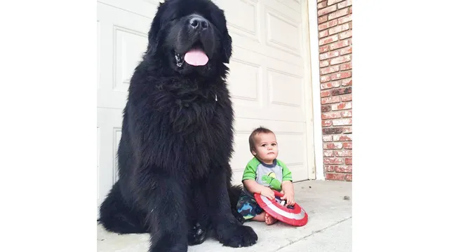 超大型犬による赤ちゃんの子守りの様子