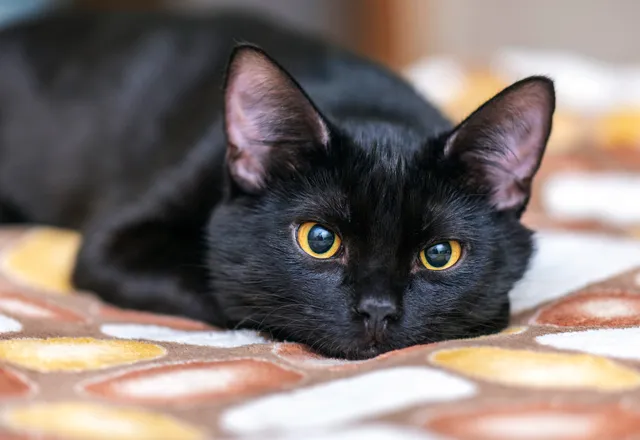 飼い 猫 が 逃げる 夢