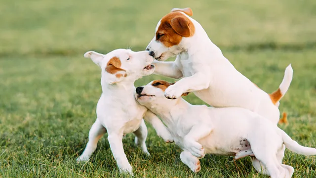 犬が飼い主にみせる 10の愛情表現 Tabi Labo