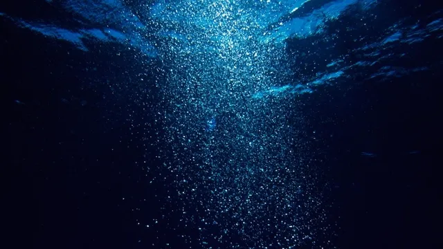 幻の「ツチクジラ」発見、史上初の解剖へ | TABI LABO