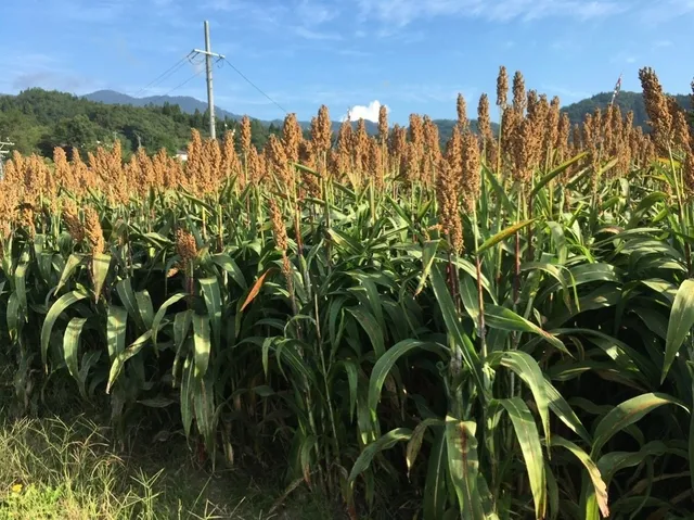 長野県の畑で収穫間近のソルガム(たかきび)。高さ約2メートルの茎の先に茶色い穂が実り、背景には山並みと青空が広がる