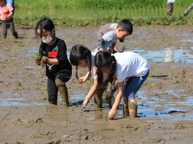 田んぼで泥だらけになりながら手作業で田植えをする子どもたち