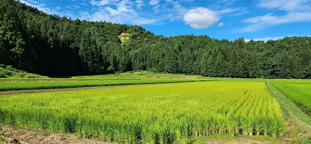 南魚沼の中山間地に広がる青々とした棚田。背後には杉林に覆われた山が迫る