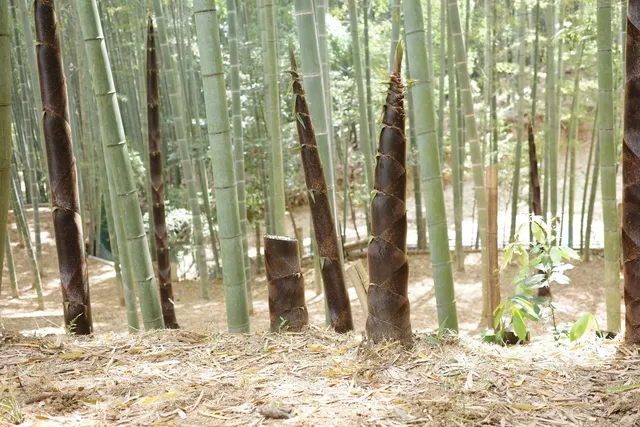 京都府八幡市の竹林で地面から伸びる複数の幼竹(たけのこが成長した若い竹)と周囲の成竹