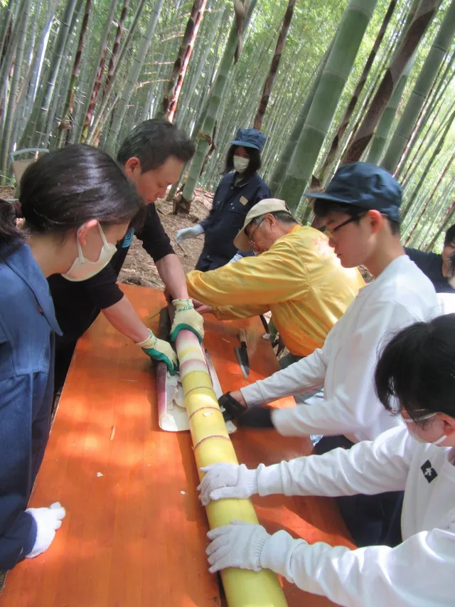 竹林の中で採取した幼竹を作業台に載せ、支援学校の生徒たちと竹林管理者が一緒にノコギリで切り分けている様子