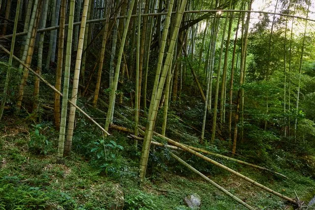 管理されず密集して生える放置竹林の様子。倒れた竹が重なり合っている