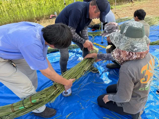 ブルーシートの上で大麻の茎の束を縄で束ね、茅の輪の素材を手作業で組み上げる作業者たち