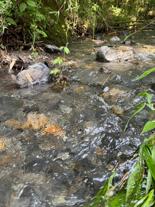 岩の間を流れる澄んだ沢水の接写。水底の石や砂が透けて見える