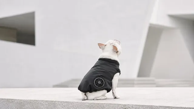 フレンチブルドッグの体型にフィットするよう設計されたクーリングウェアの背面ファン部分のアップ