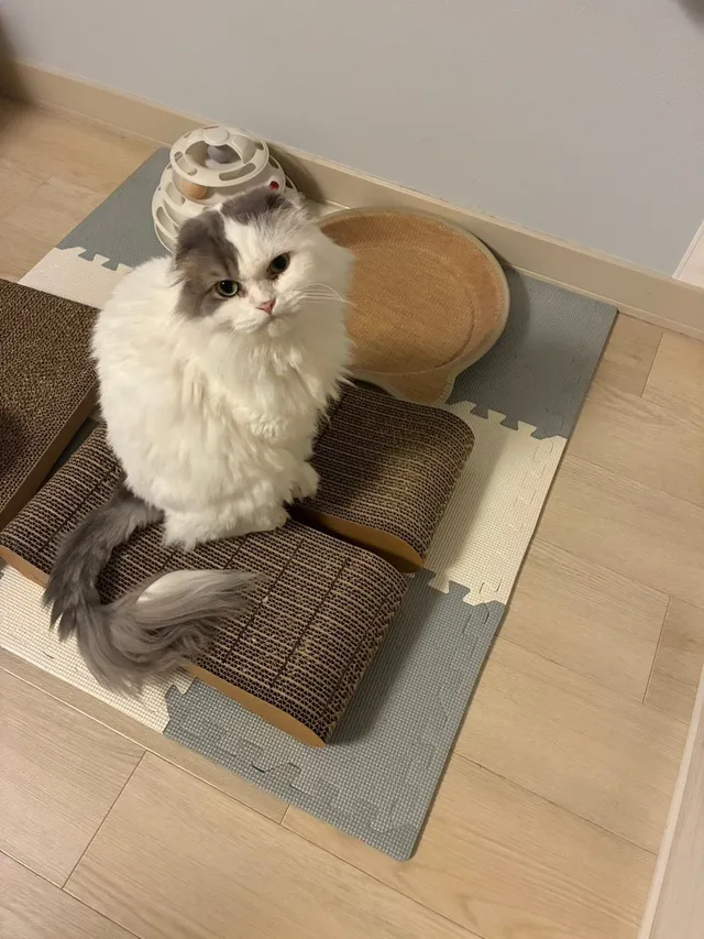 猫が『つめまる』の爪とぎに乗って研いでいる様子